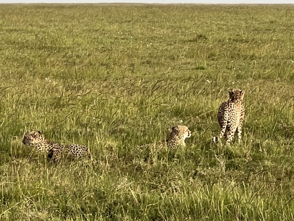 Masai Mara
