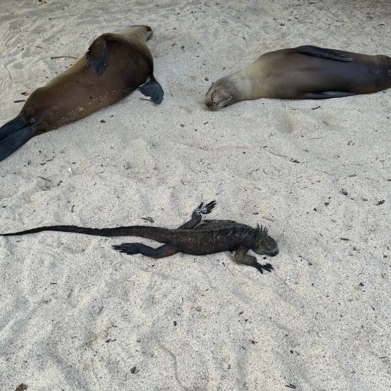 Marine iguana and sea lions resting together on a white-sand Galápagos beach