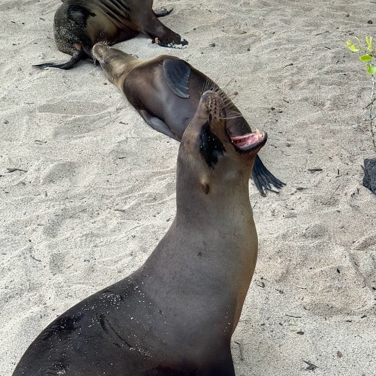 Galápagos sea lion upright on white sand with its mouth open, mid-call