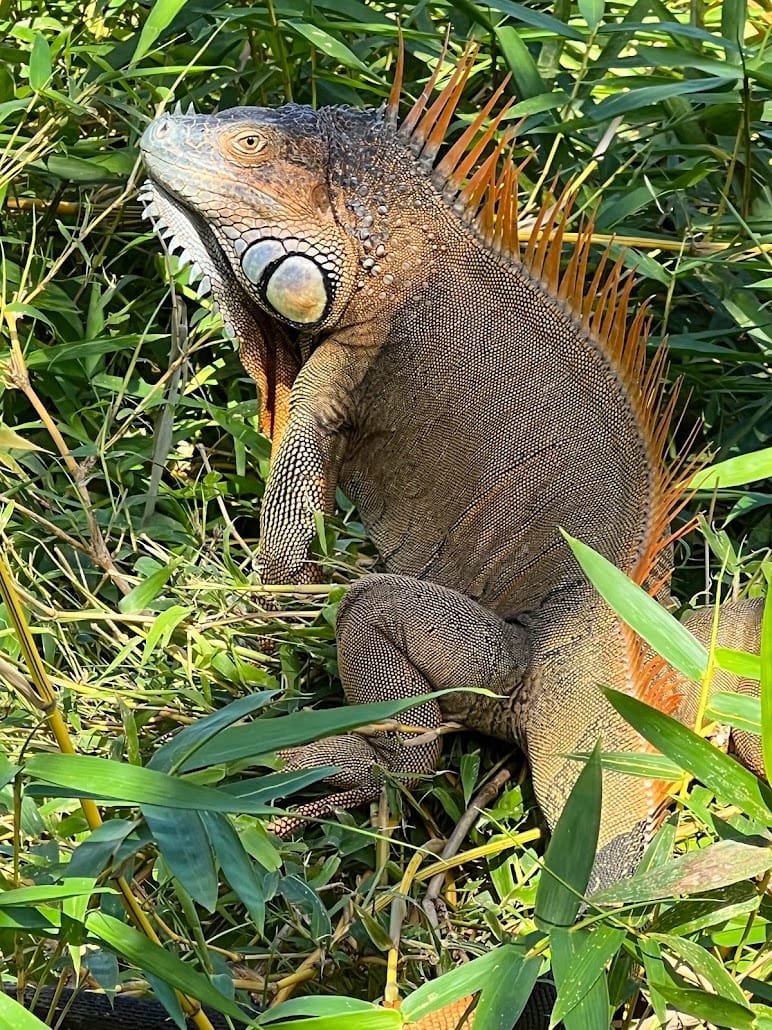 Large green iguana with orange spines resting among bamboo leaves, Costa Rica