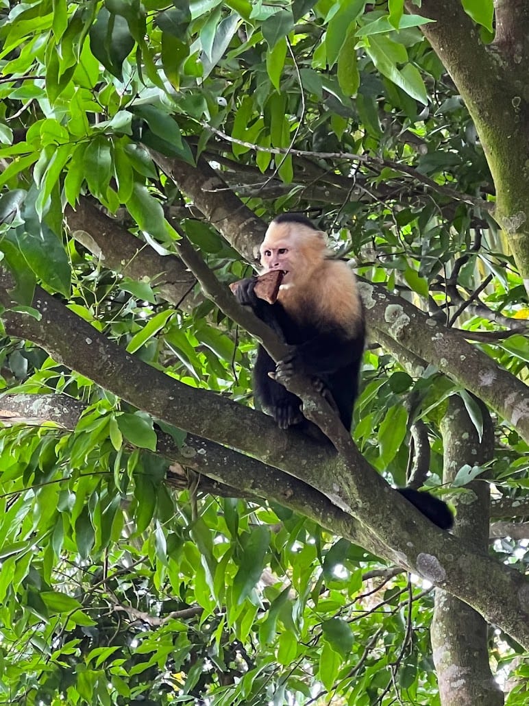 White-faced capuchin monkey feeding in a rainforest tree, Costa Rica