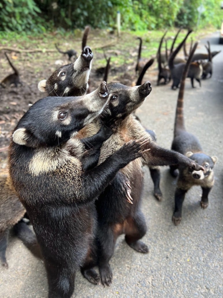 Group of white-nosed coatis gathered on a roadside in Costa Rica