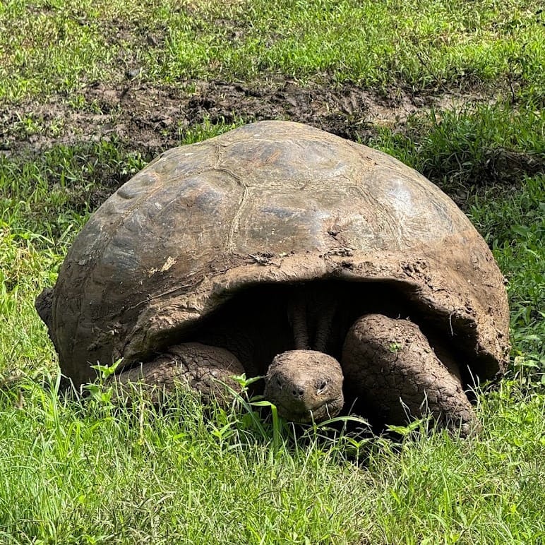 Galápagos giant tortoise resting in long grass in the Santa Cruz highlands, head extended toward the camera