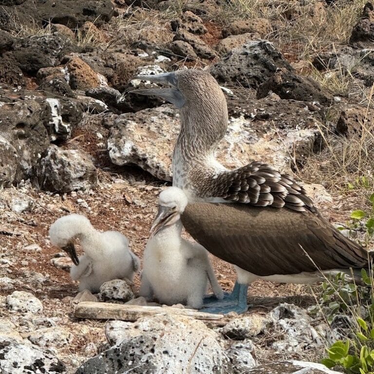 Blue-footed booby with its chick on the rocks, Galápagos Islands, Ecuador