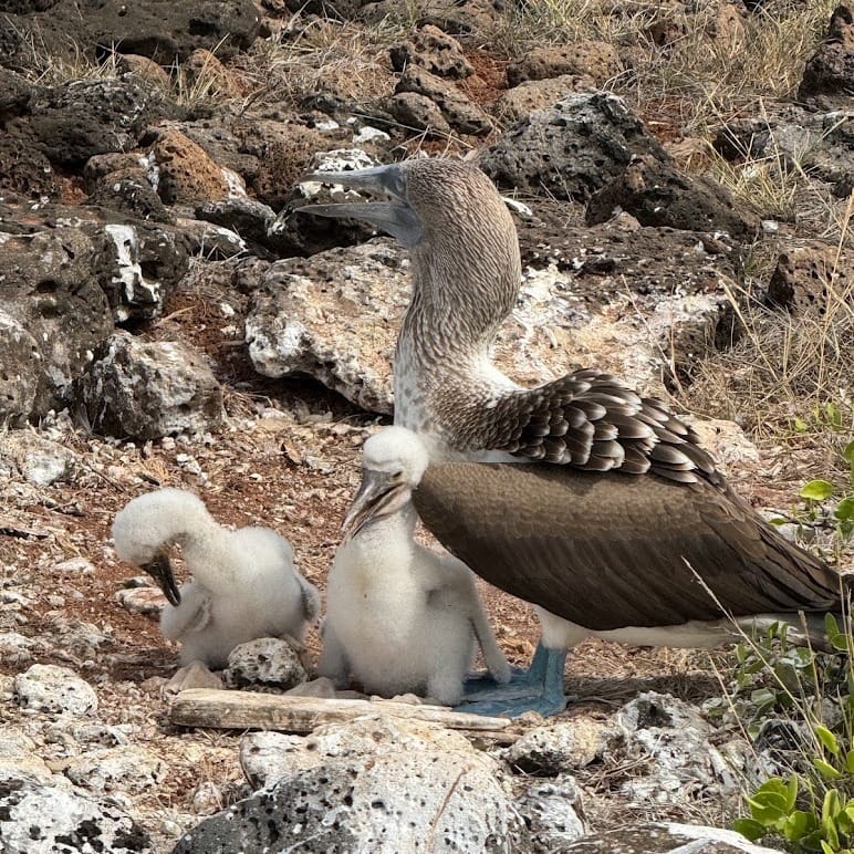 Blue-footed booby standing with two chicks on open ground, Galápagos