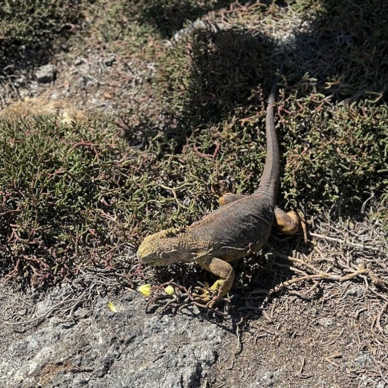 Yellow Galápagos land iguana resting among dry brush and volcanic rock