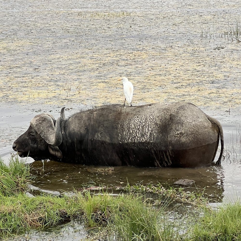 A buffalo feeding in the swamps of Amboseli National Park, Kenya