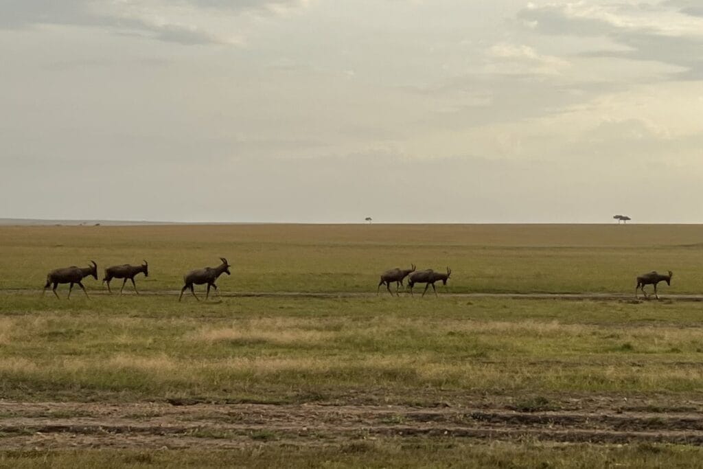 Open Maasai Mara grassland under a soft sky.