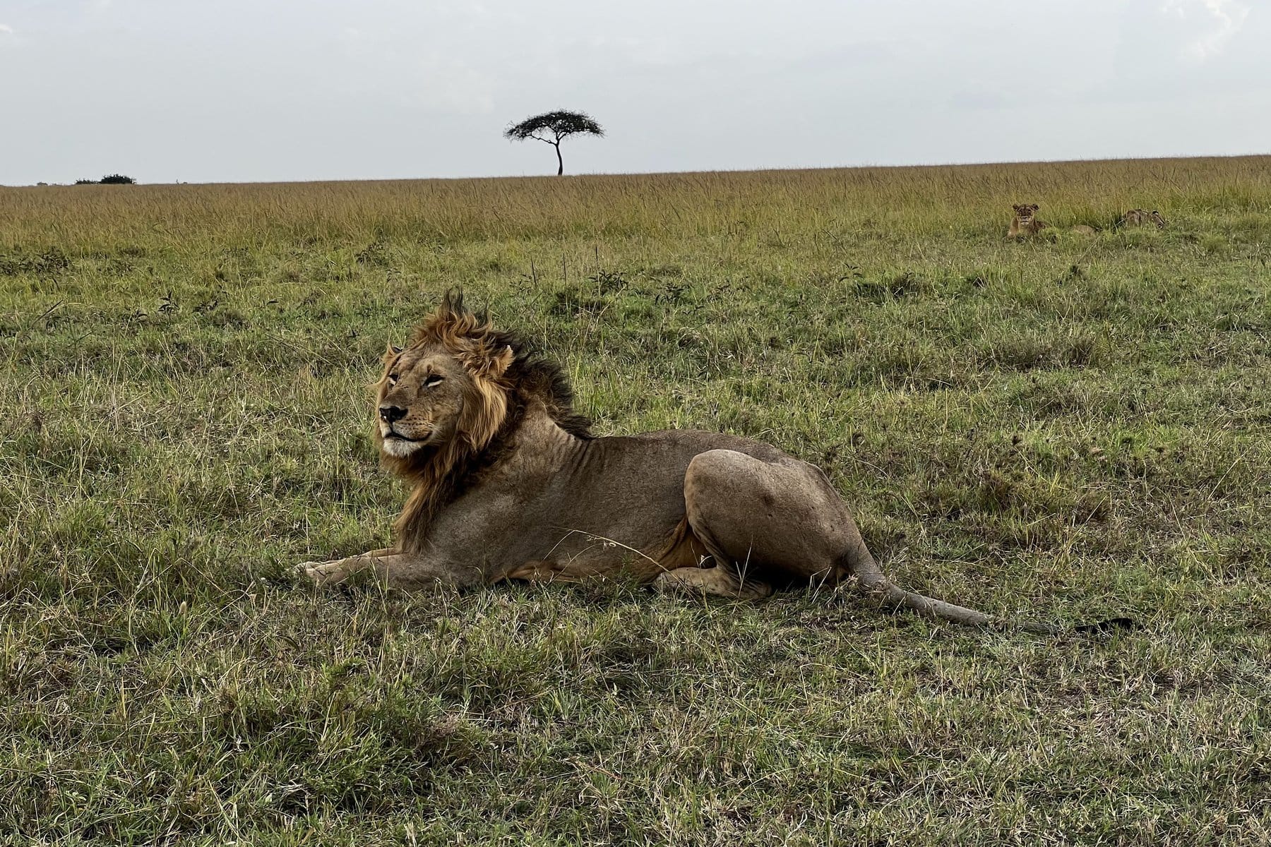 A male lion resting on open Maasai Mara grassland, a lone acacia on the horizon.