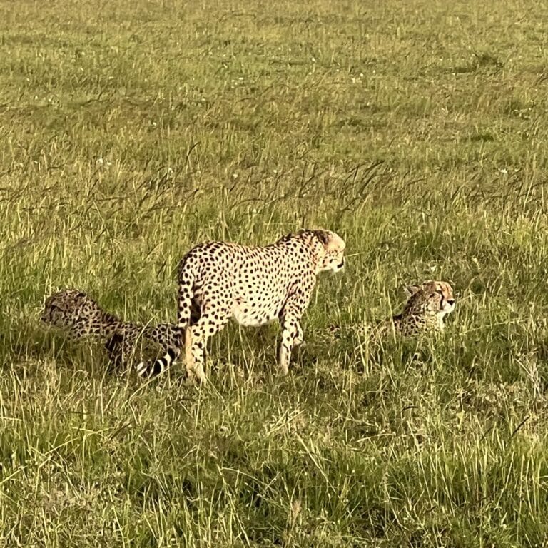 A cheetah in the open grassland of the Maasai Mara.