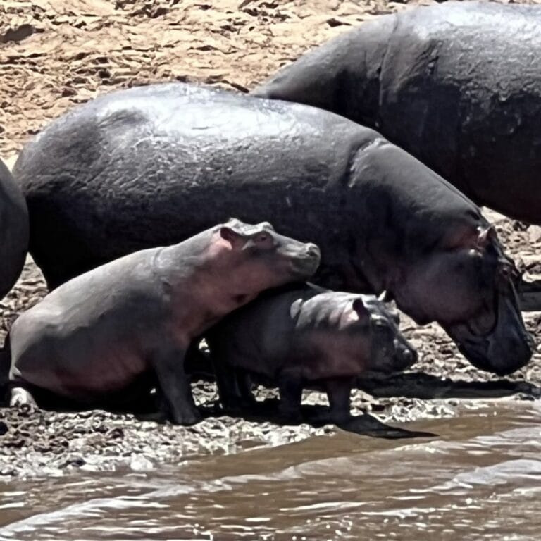 Hippos resting in a river pool in the Maasai Mara.