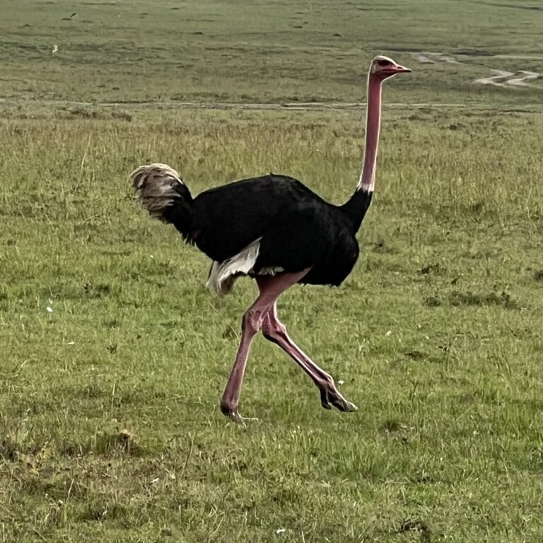 An ostrich walking across open Maasai Mara grassland.