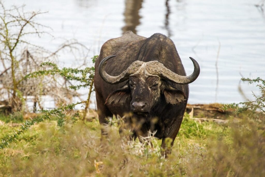 A Cape buffalo standing at the shore of Lake Nakuru.