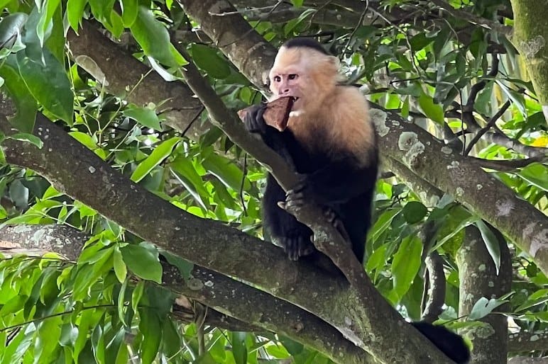 A white-faced capuchin monkey in a tree, Manuel Antonio.