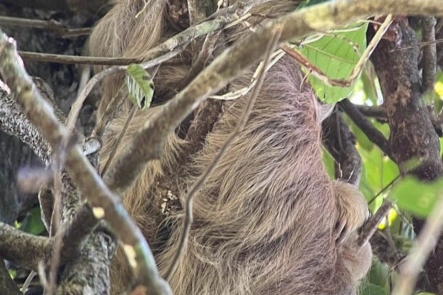 A three-toed sloth resting among branches.