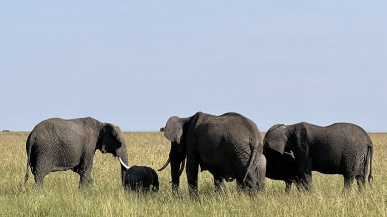 A family group of African elephants with a calf in tall grass on the Maasai Mara, Kenya