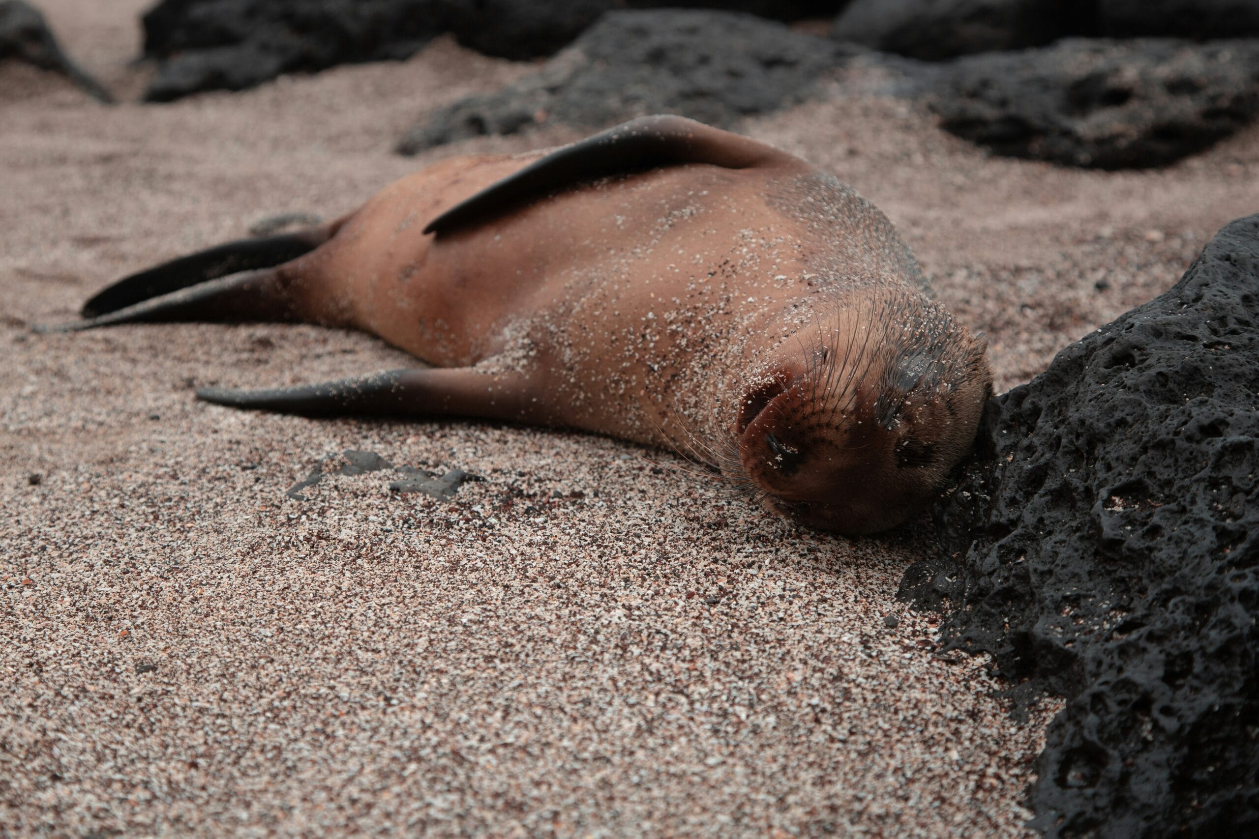 Galápagos wildlife: sea lion