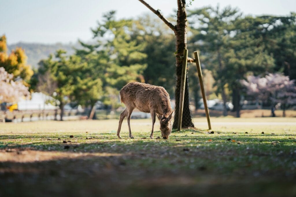Wild sika deer grazing on a lawn with visitors and a city view behind, Nara at dusk.