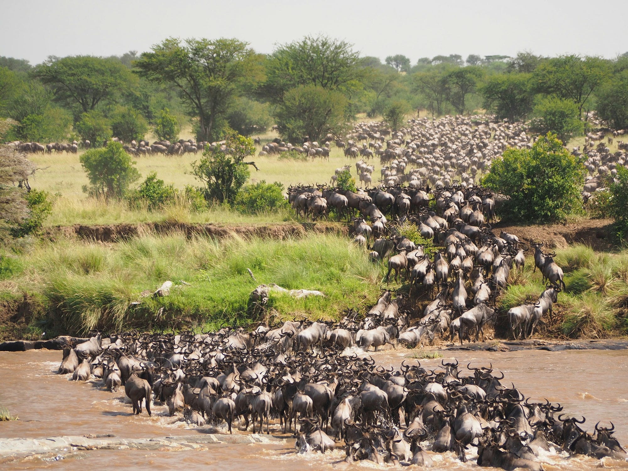 Herds of wildebeest gathering at a river during the Great Migration in the Maasai Mara