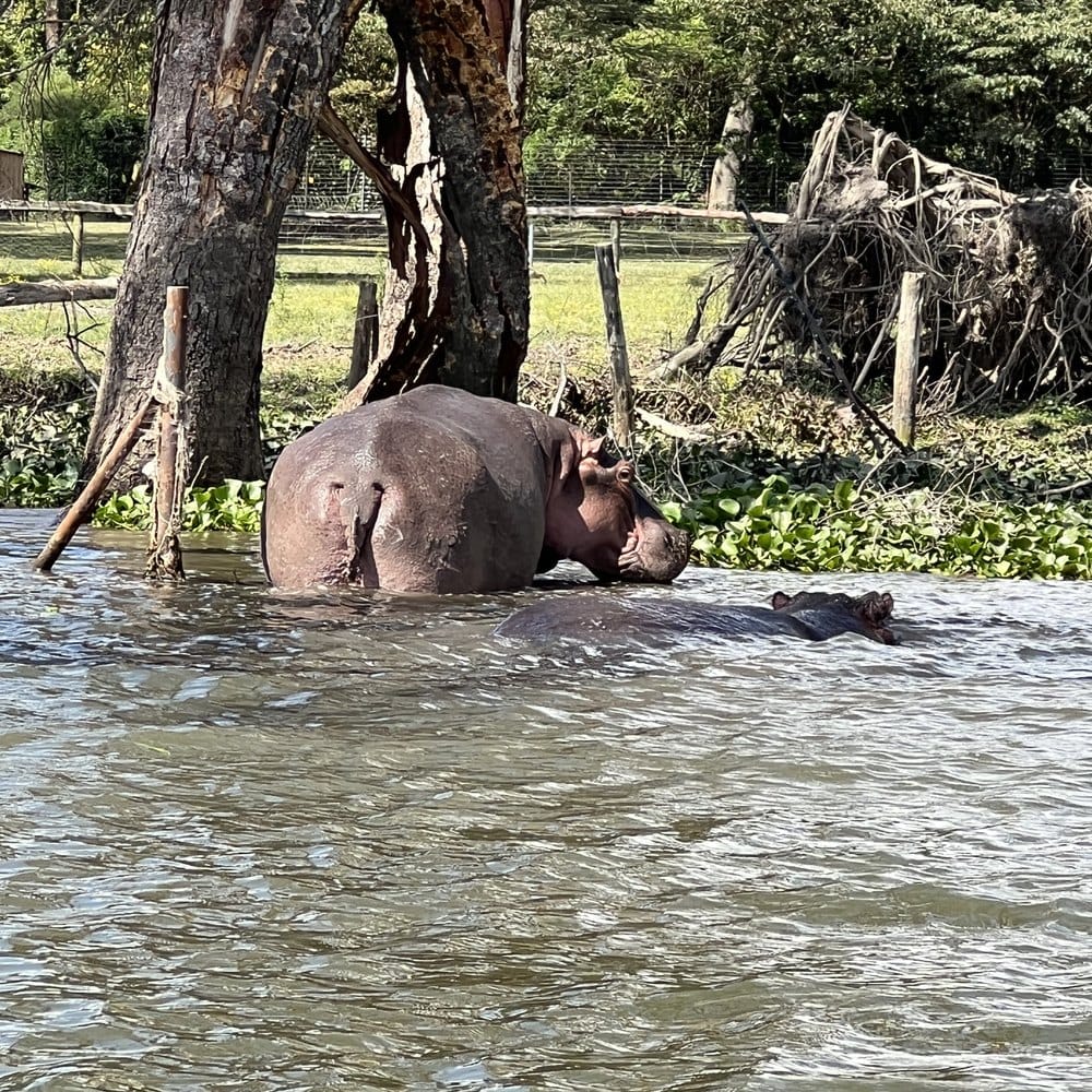 A hippo in the shallows of Lake Naivasha in Kenya's Great Rift Valley