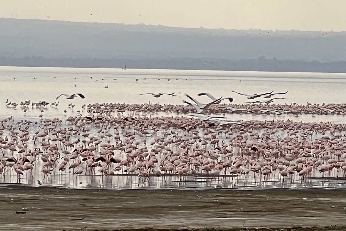 Flamingos along the shoreline of Lake Nakuru National Park, Kenya