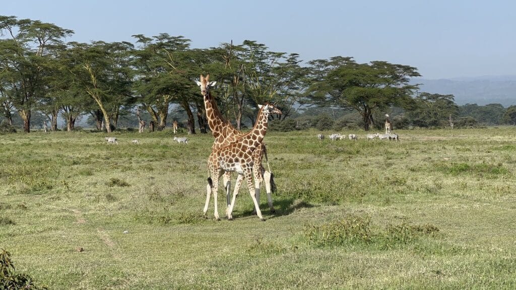 Rothschild's giraffe among yellow fever trees at Lake Nakuru National Park, Kenya