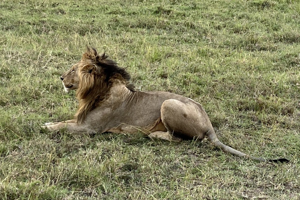 A lion resting in the grass of the Maasai Mara National Reserve, Kenya