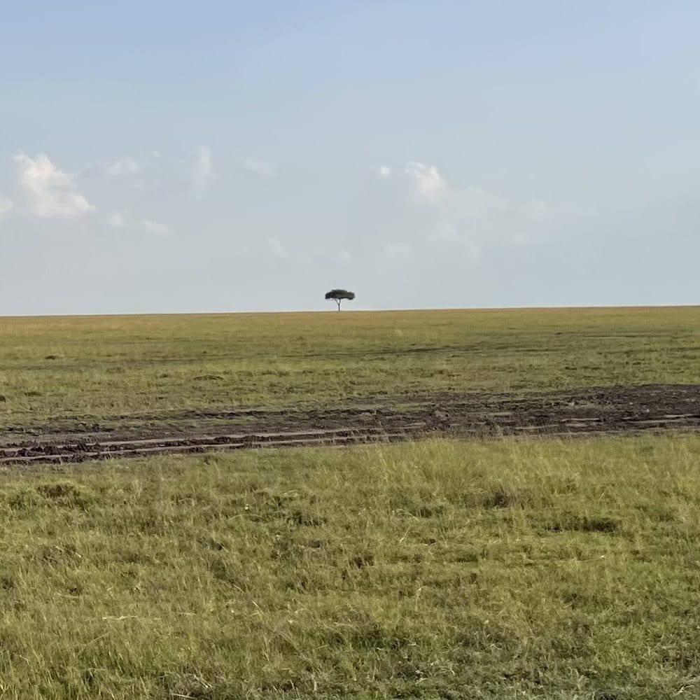 Open grass plains of the Maasai Mara National Reserve, Kenya