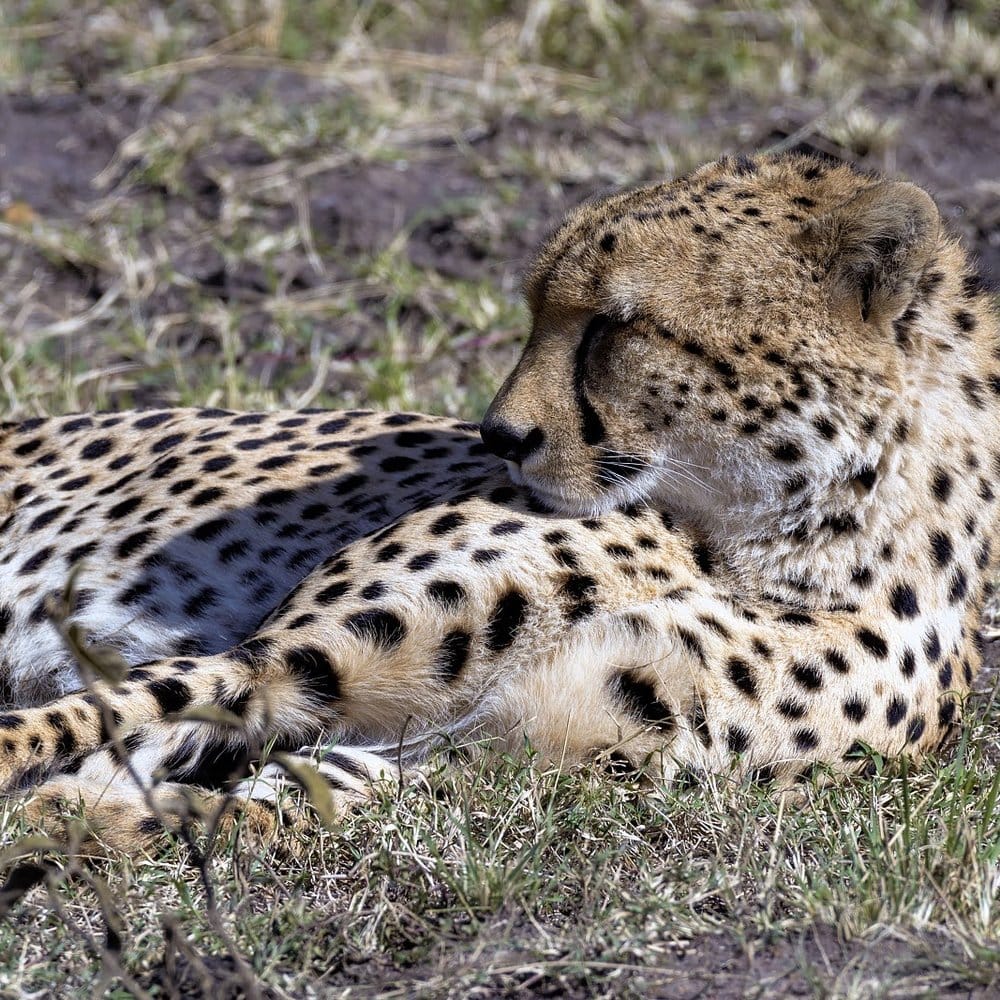 Cheetah resting in grass, Maasai Mara, Kenya
