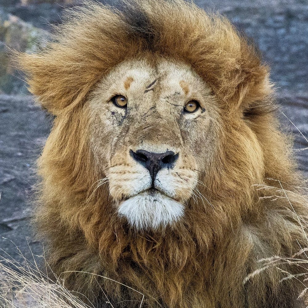 Male lion in the Maasai Mara National Reserve, Kenya
