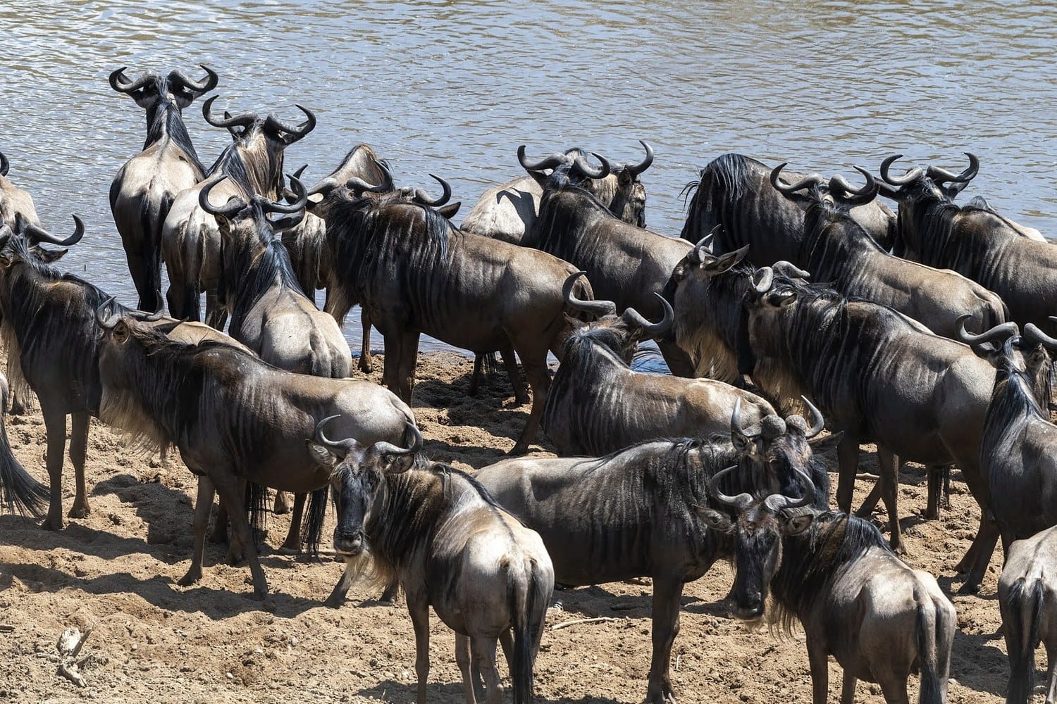 Wildebeest herd gathered at the Mara River, Kenya