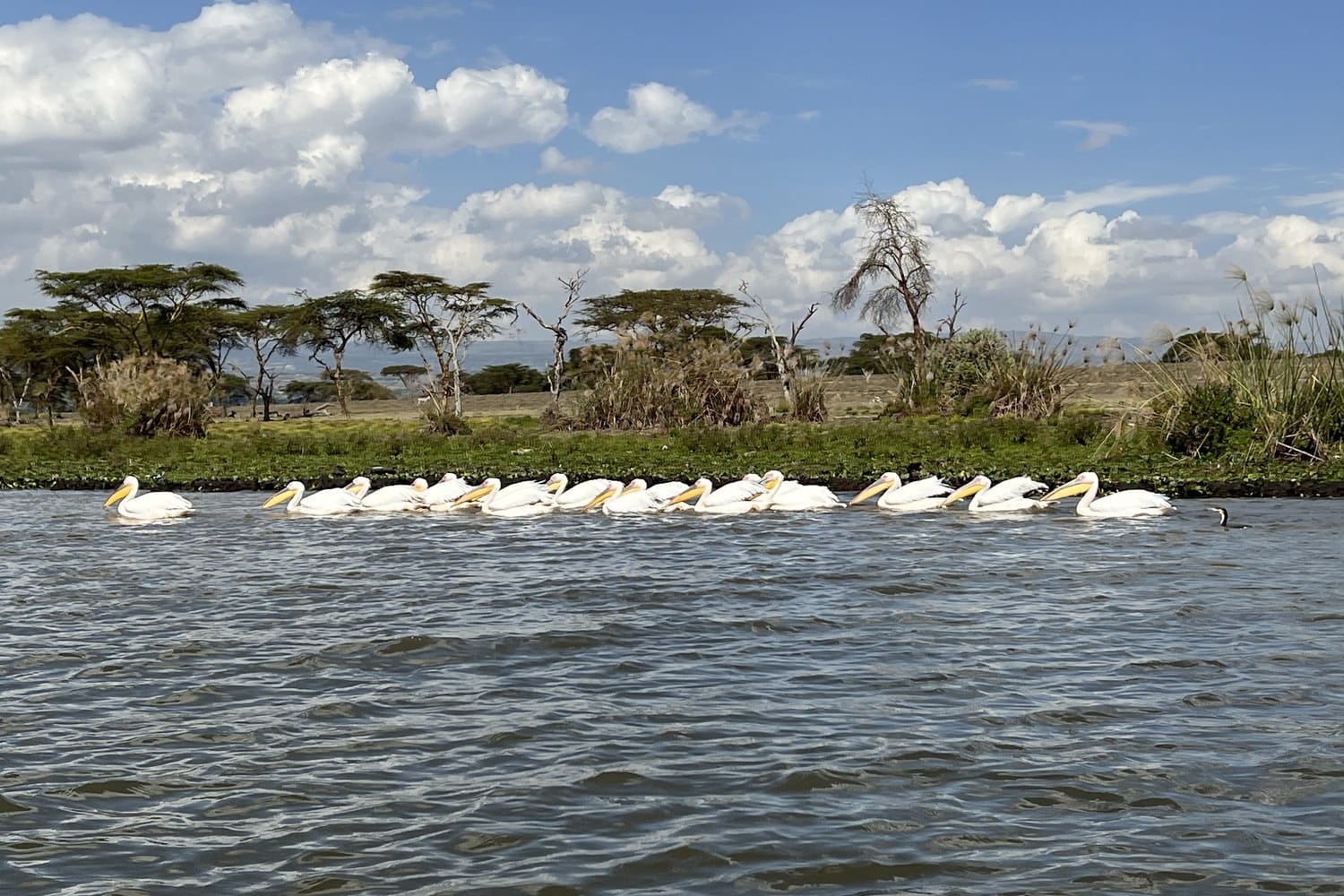 Great white pelicans on Lake Naivasha, Kenya