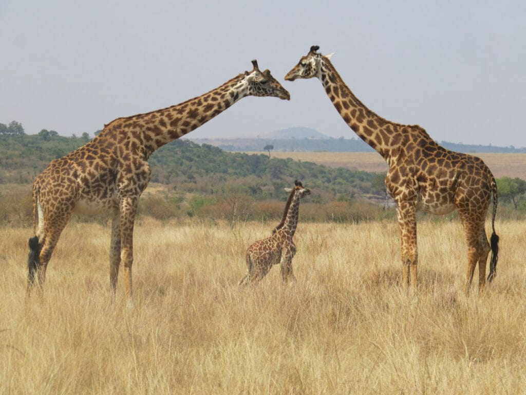 A reticulated giraffe, one of the Special Five species found in northern Kenya