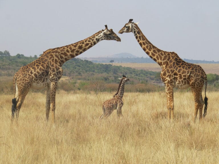 A reticulated giraffe, one of the Special Five species found in northern Kenya