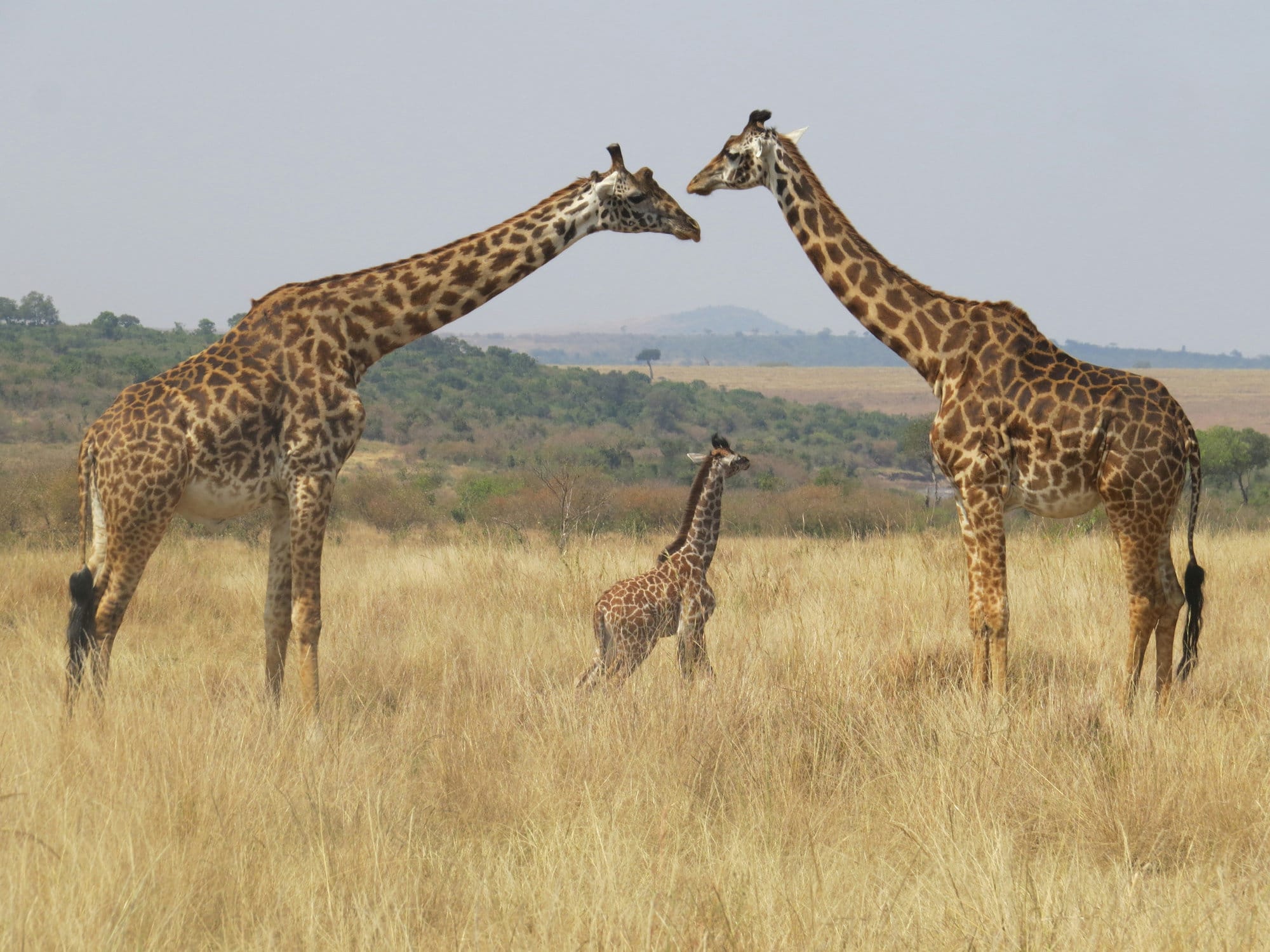 A reticulated giraffe, one of the Special Five species found in northern Kenya