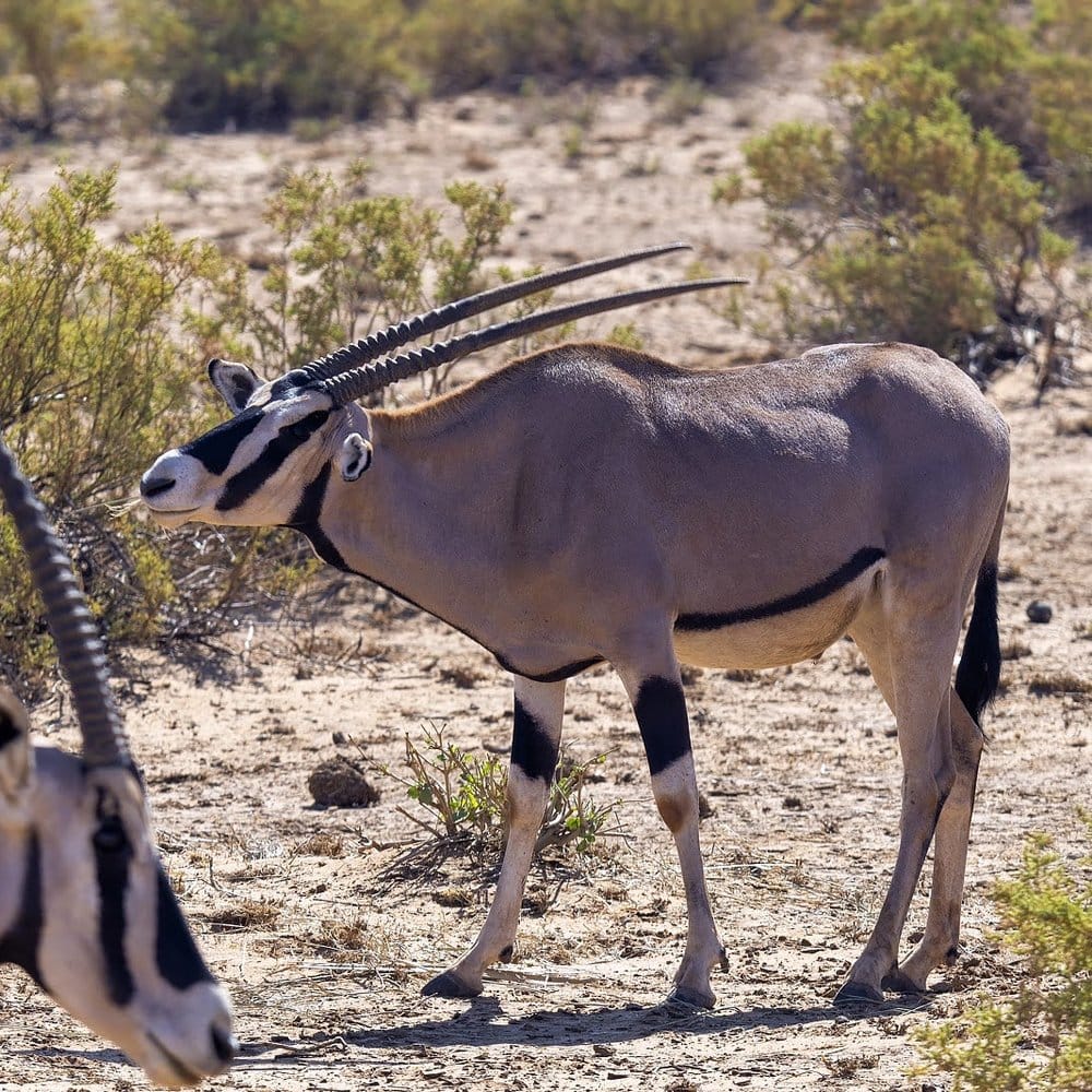 Beisa oryx in dry scrub, Samburu National Reserve, Kenya