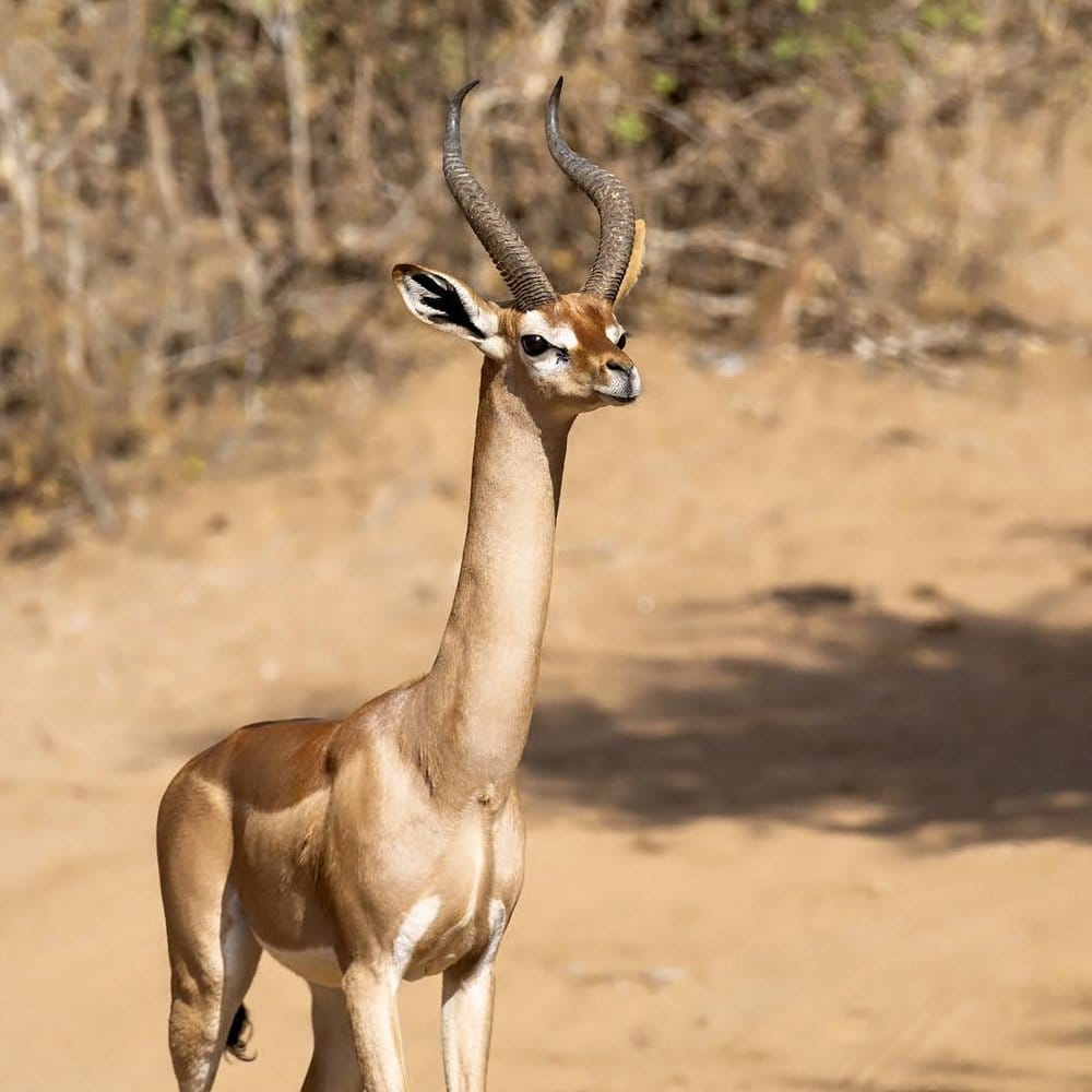 Gerenuk standing in Samburu National Reserve, northern Kenya
