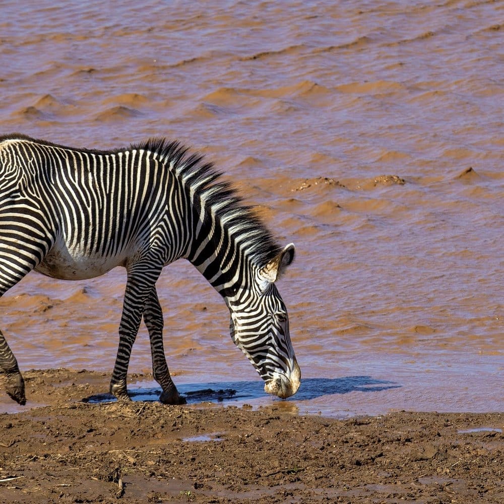 Grevy's zebra drinking at the river, Samburu, Kenya