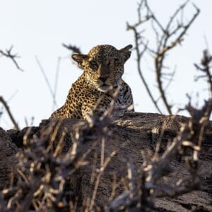 Leopard resting on rocks, Samburu National Reserve, Kenya