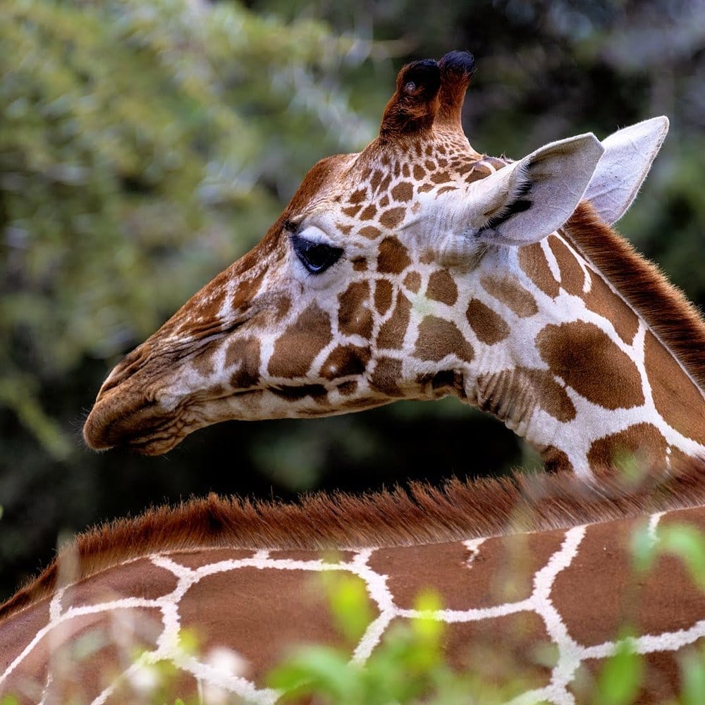 Reticulated giraffe in Samburu, northern Kenya