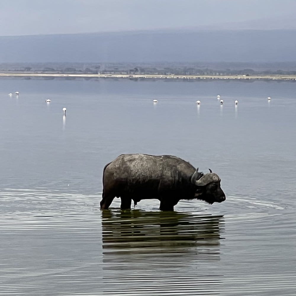 Cape buffalo standing in shallow lake water at Amboseli.
