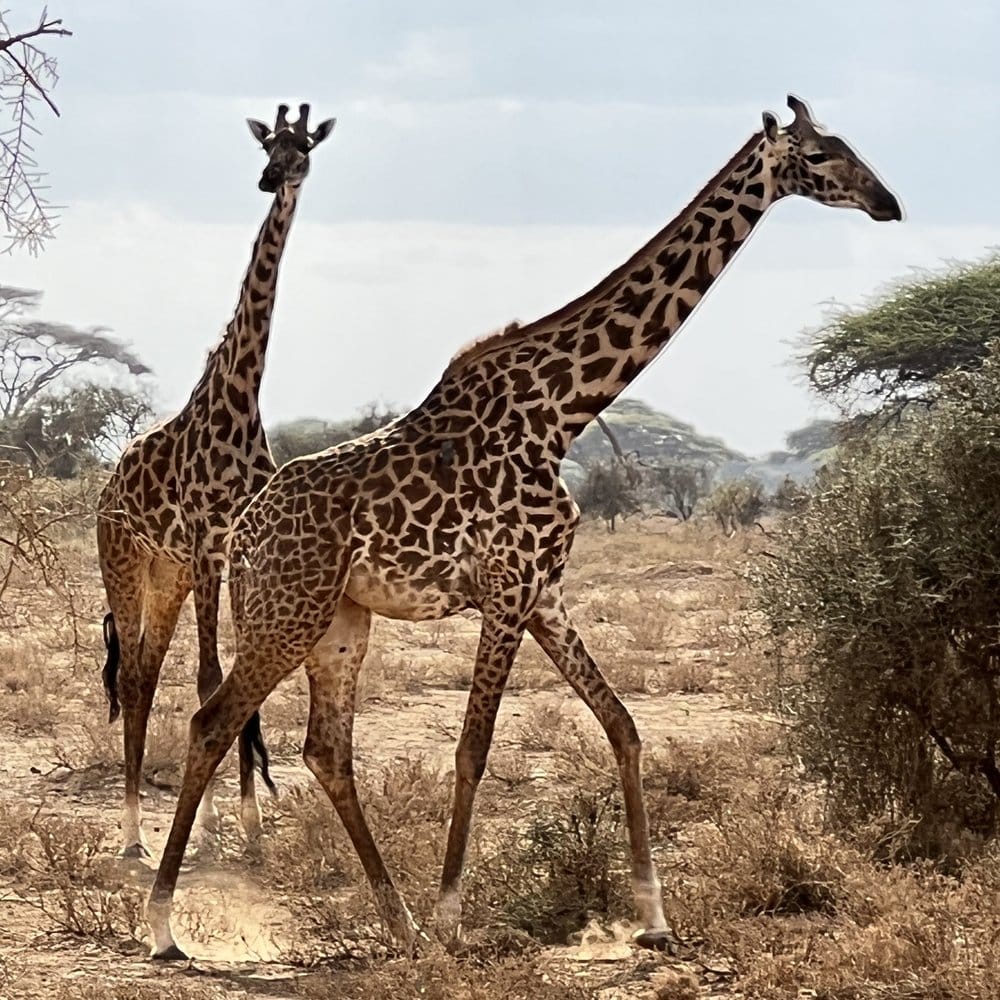 A Rothschild's giraffe walking across open grassland at Lake Nakuru.