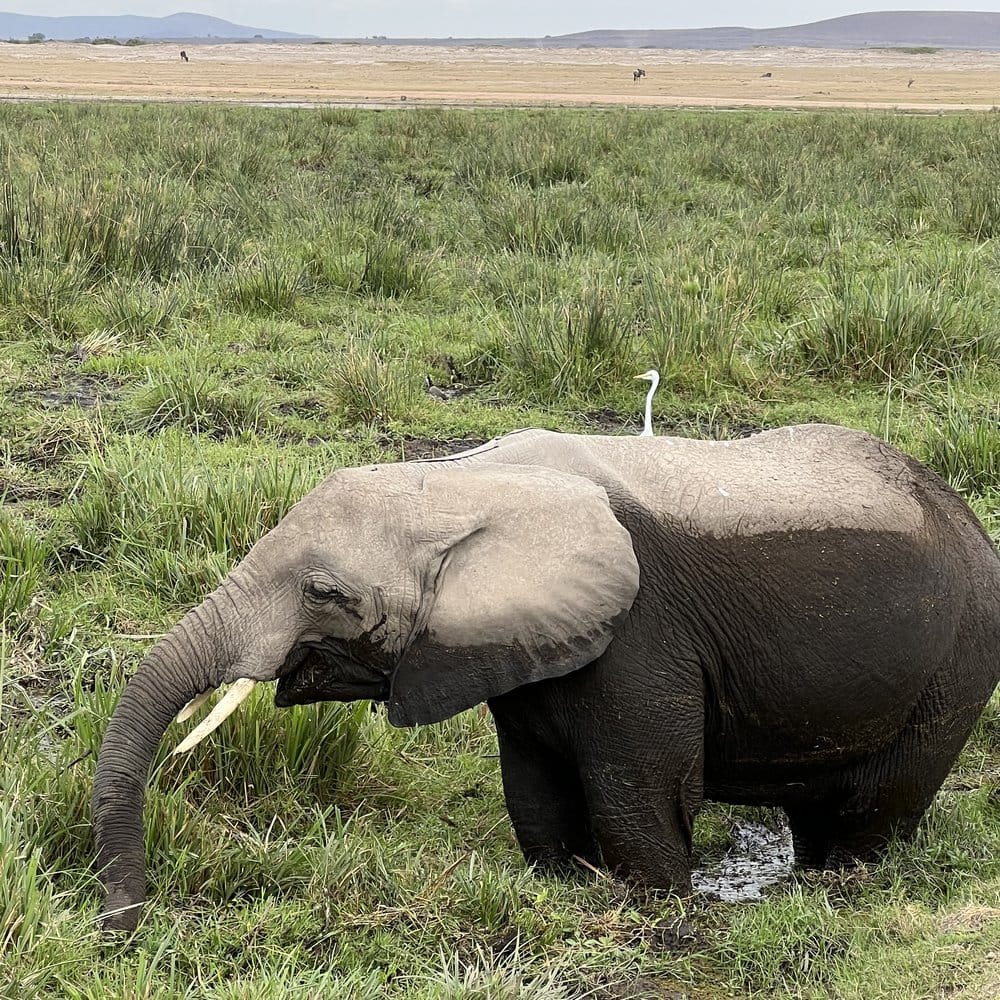 An elephant in the Amboseli marshes
