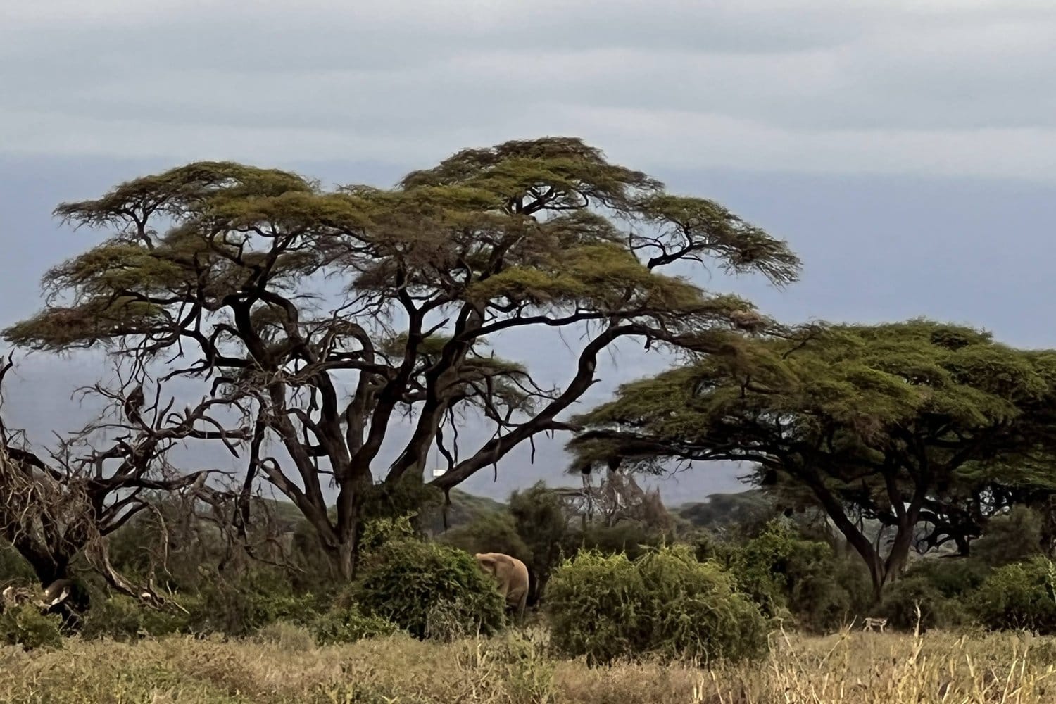 Broad acacia trees on the savanna under a soft evening sky.