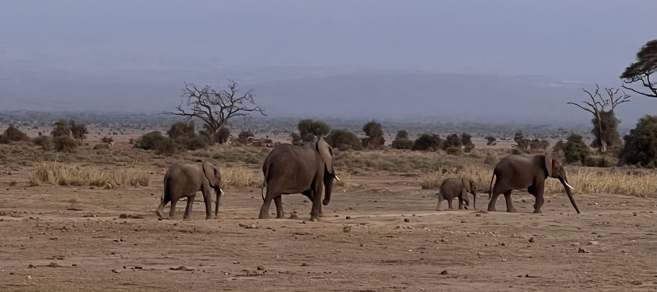 Elephants on the dry Amboseli plain with Mount Kilimanjaro rising behind.