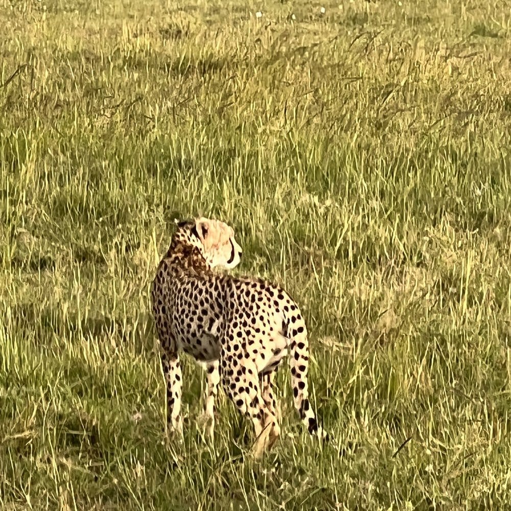 A cheetah standing alert in the grass of the Maasai Mara.