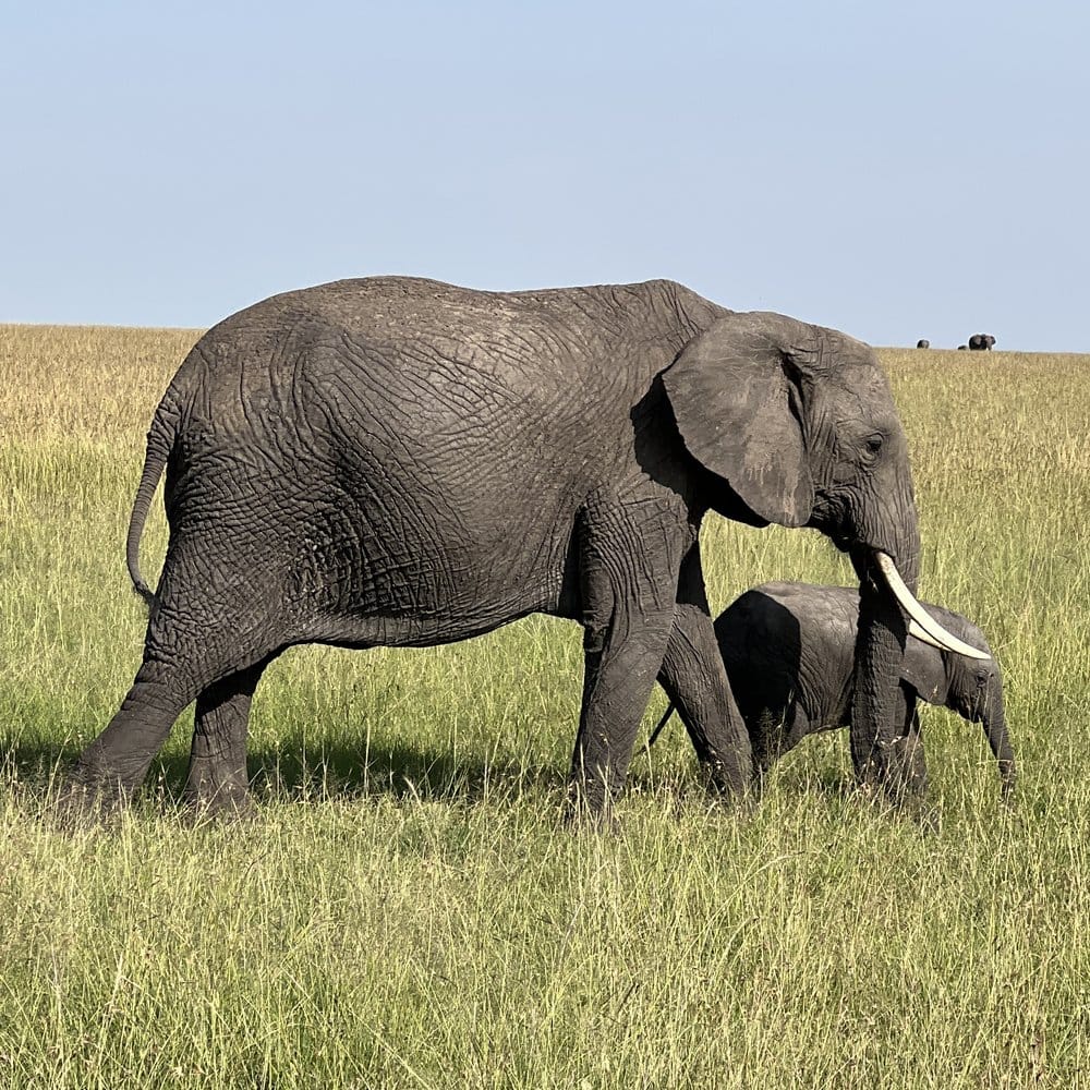 An adult elephant walking with its calf across the Maasai Mara.