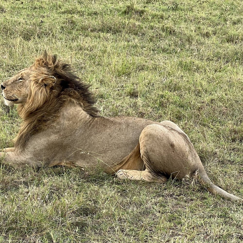 A male lion lying in open grassland in the Maasai Mara.