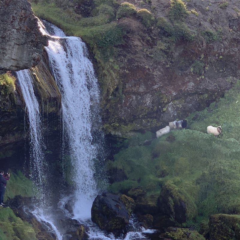 A small waterfall on the Snæfellsnes peninsula with Icelandic sheep grazing on the moss beside it