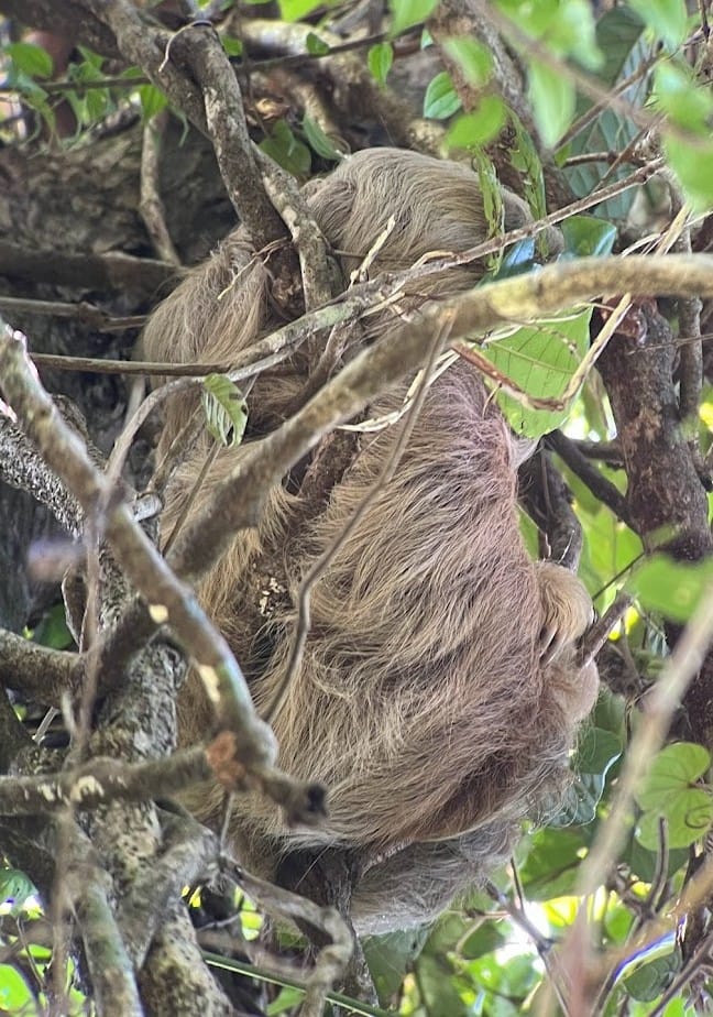 Three-toed sloth resting in the branches of a rainforest tree, Costa Rica
